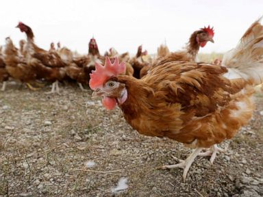 Bird flu prompts slaughter of 1.8M chickens in Nebraska