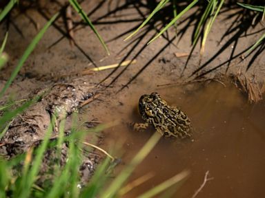 Tiny toad at center of a legal battle declared endangered species