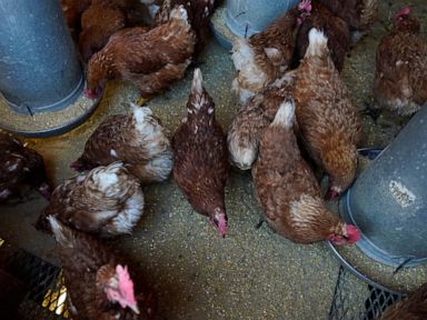 Bird flu costs pile up as outbreak enters second year