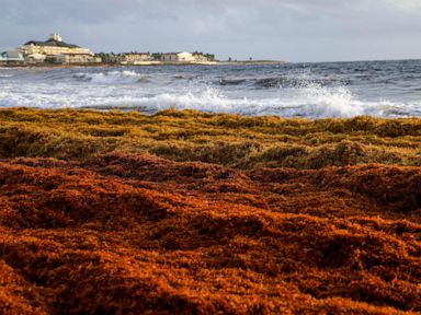 A 5,000-mile seaweed belt is headed toward Florida