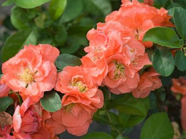 ‘Peach Fuzz’ has been dubbed the color of the year. What does that have to do with your garden?