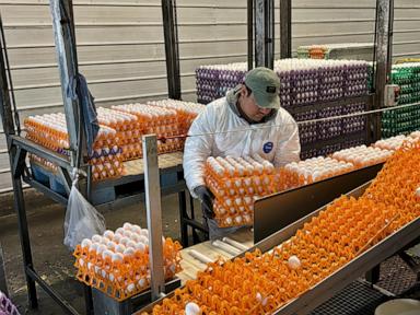 Avian flu is devastating farms in California’s ‘Egg Basket’ as outbreaks roil poultry industry