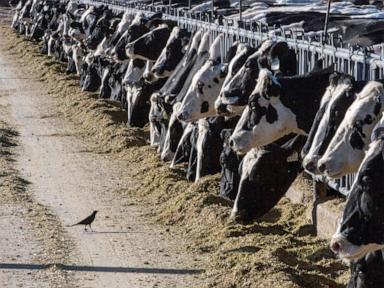 Dairy cattle in Texas and Kansas test positive for bird flu
